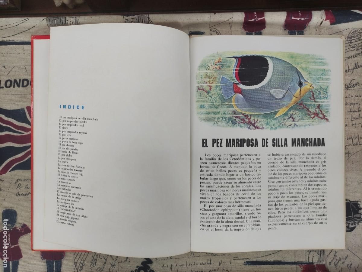 Libros de segunda mano: CONOCE LOS PECES, ANFIBIOS E INSECTOS - Foto 4