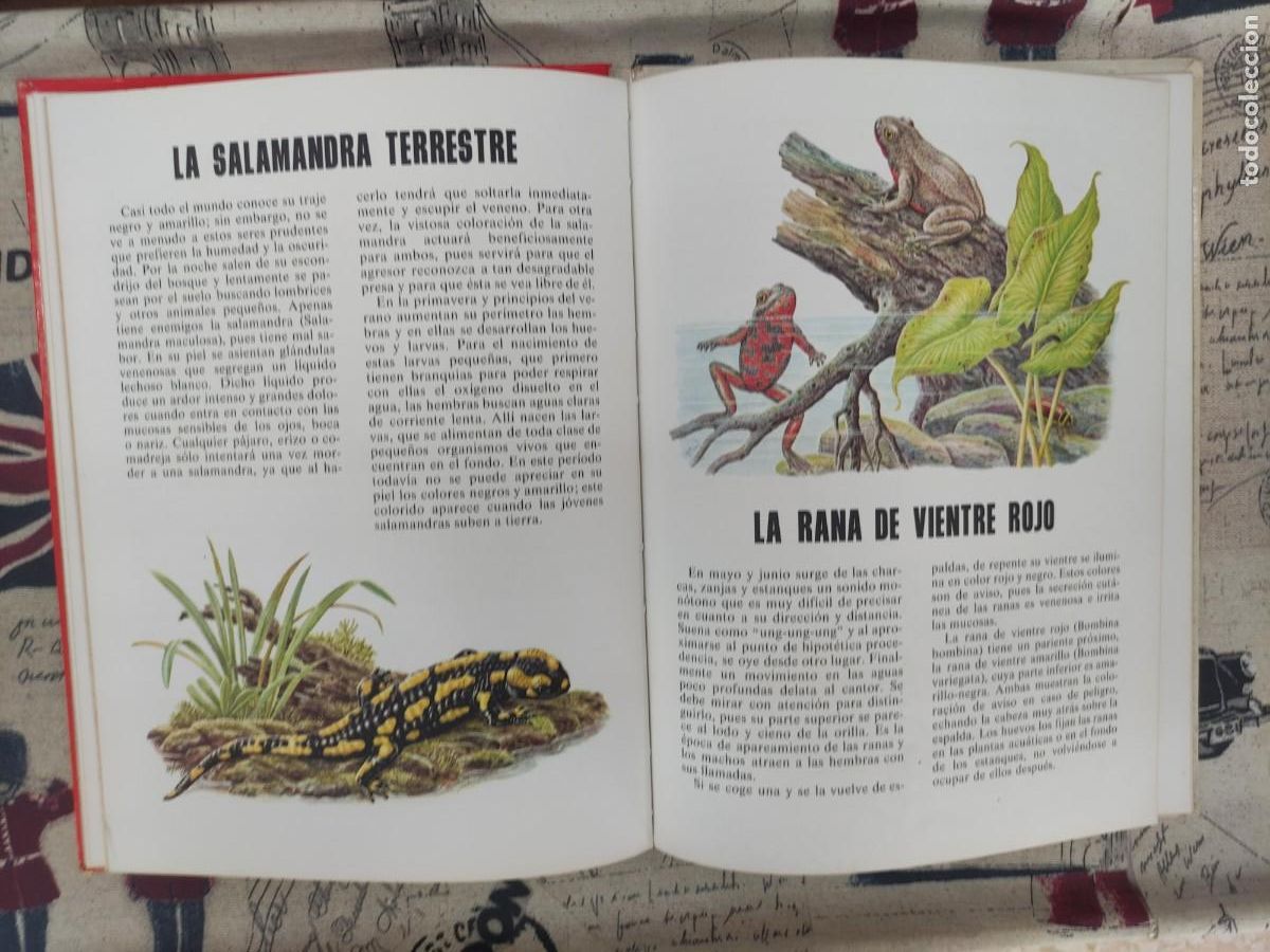 Libros de segunda mano: CONOCE LOS PECES, ANFIBIOS E INSECTOS - Foto 5