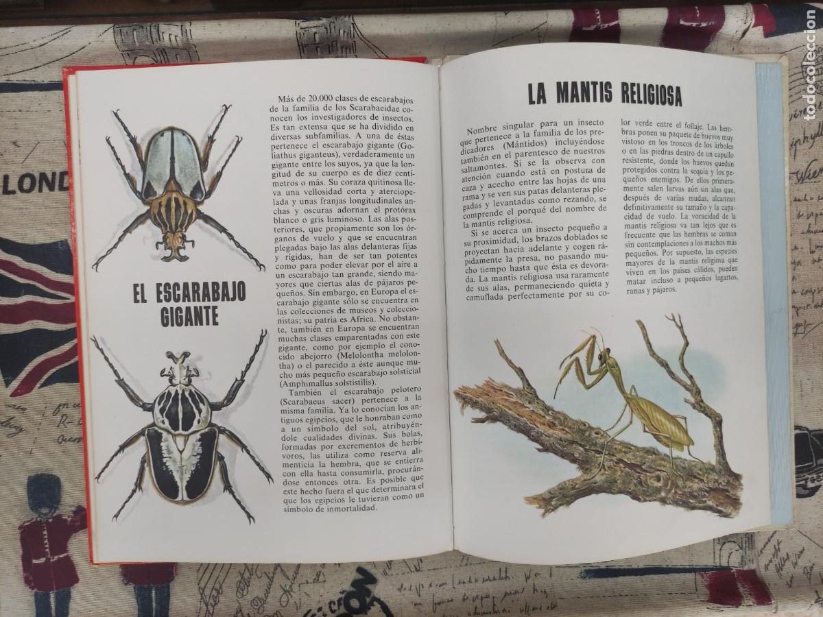 Libros de segunda mano: CONOCE LOS PECES, ANFIBIOS E INSECTOS - Foto 6