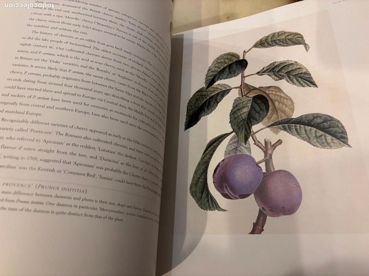 Libros de segunda mano: Fruit. An Illustrated History. Peter Blackburne-Maze. EN INGL&Eacute;S - Foto 4