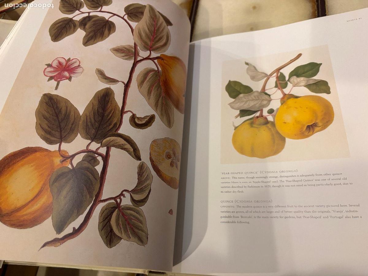 Libros de segunda mano: Fruit. An Illustrated History. Peter Blackburne-Maze. EN INGL&Eacute;S - Foto 5