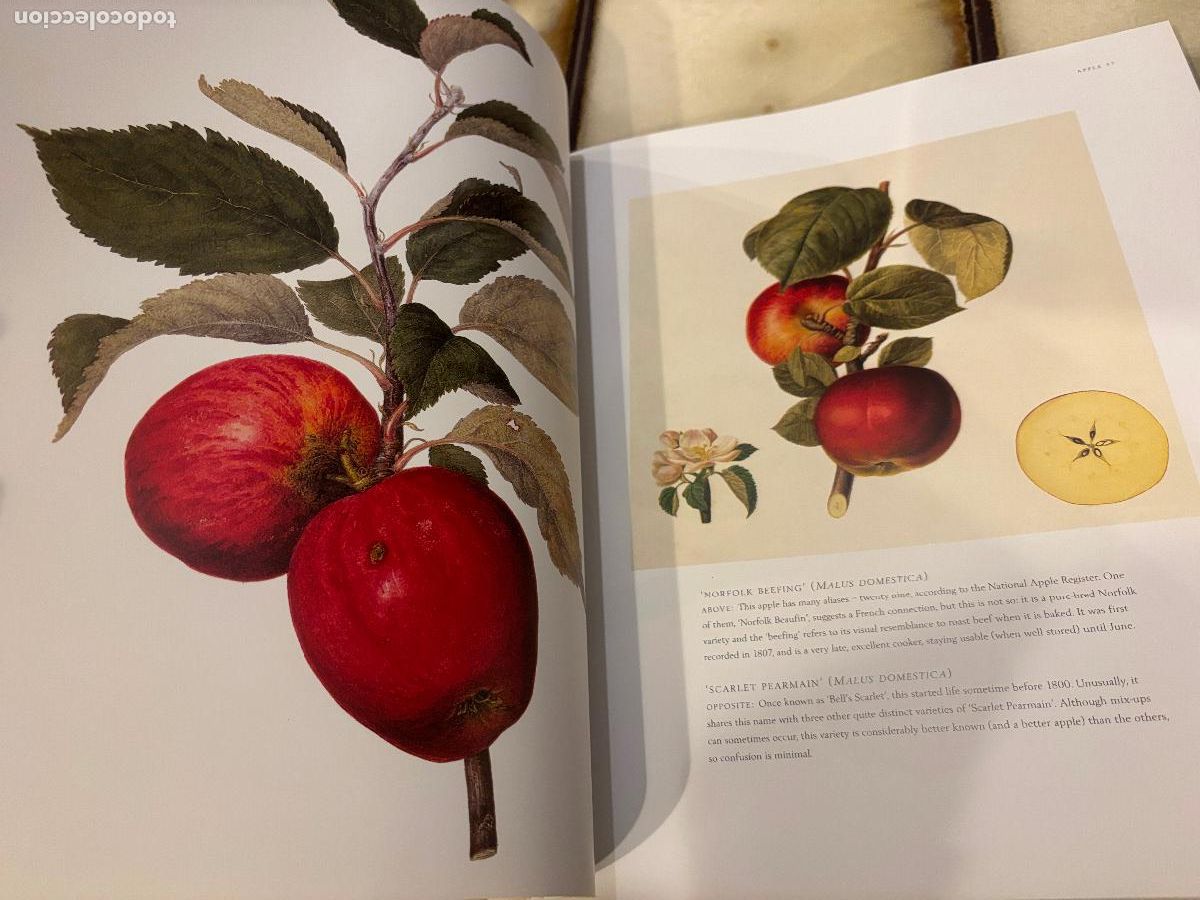 Libros de segunda mano: Fruit. An Illustrated History. Peter Blackburne-Maze. EN INGL&Eacute;S - Foto 6