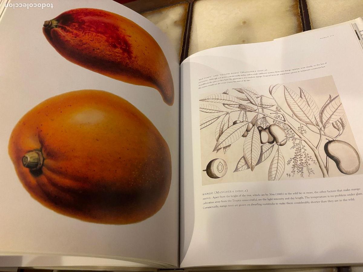 Libros de segunda mano: Fruit. An Illustrated History. Peter Blackburne-Maze. EN INGL&Eacute;S - Foto 7