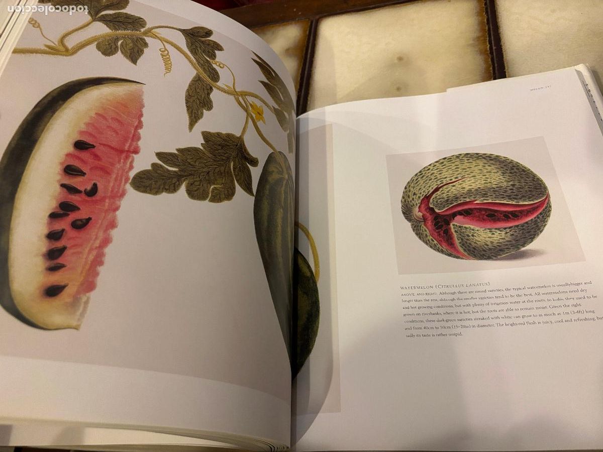 Libros de segunda mano: Fruit. An Illustrated History. Peter Blackburne-Maze. EN INGL&Eacute;S - Foto 8