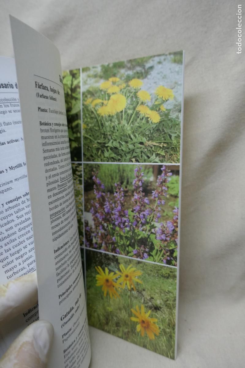 Libros de segunda mano: Recetario pr&aacute;ctico de plantas medicinales - PAHLOW, MANNFRIED - Foto 12