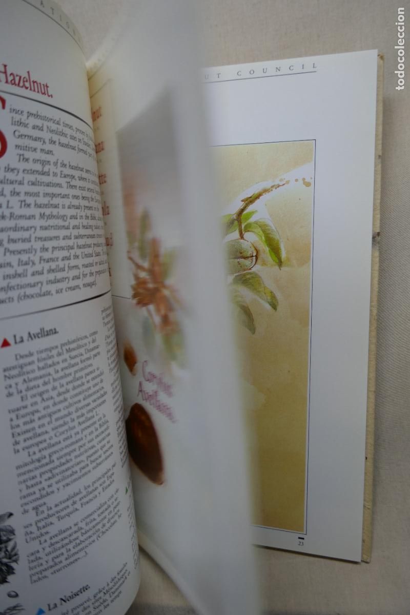 Libros de segunda mano: THE INTERNATIONAL NUT COUNCIL - (EN INGL&Eacute;S) - Foto 17