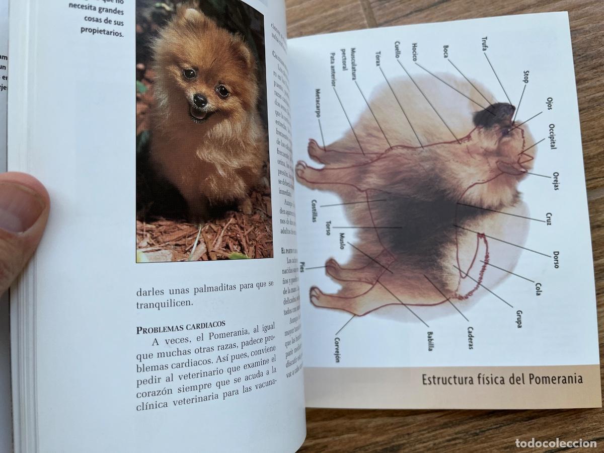 Libros de segunda mano: POMERANIA - SERIE RAZAS DE HOY - EXCELLENCE - Foto 8