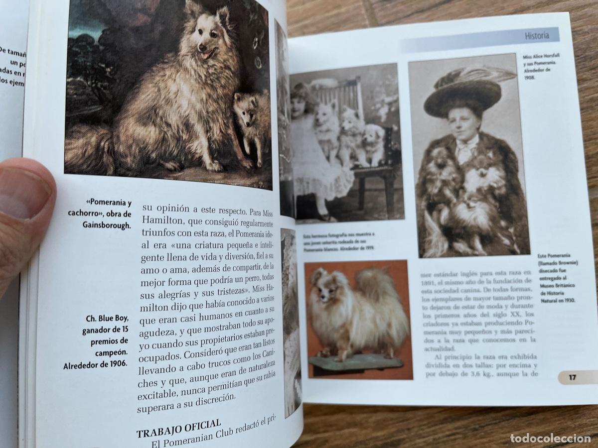 Libros de segunda mano: POMERANIA - SERIE RAZAS DE HOY - EXCELLENCE - Foto 9