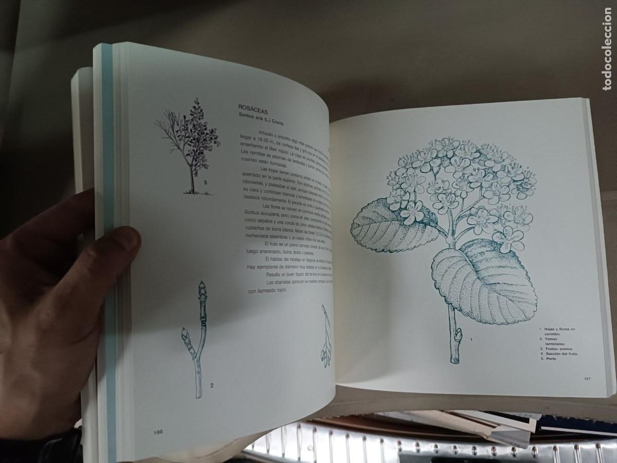 Libros de segunda mano: Paisajes vegetales de Segovia - - Foto 5