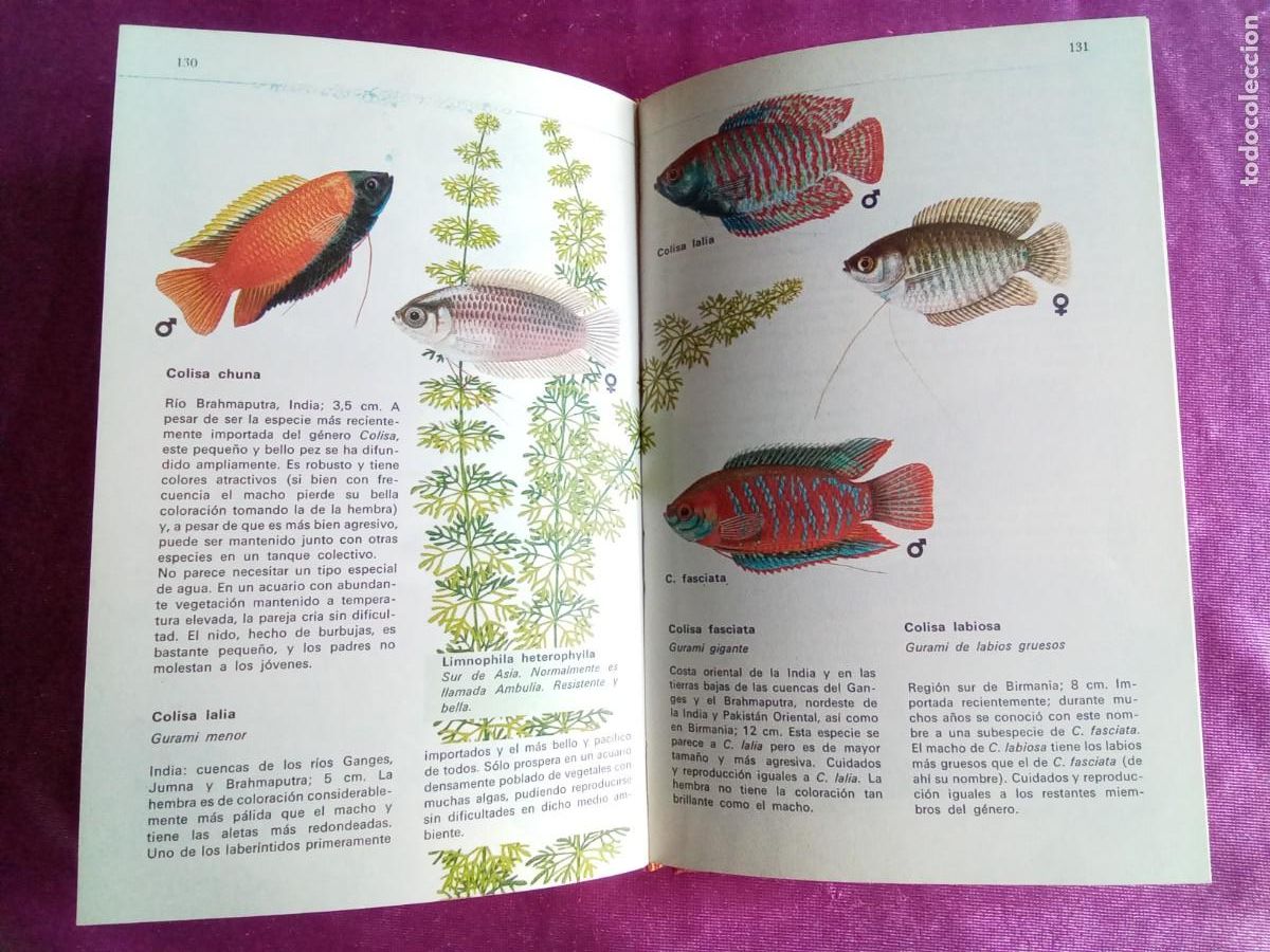 Libros de segunda mano: LOS PECES DE ACUARIO.ARNE SCHI&Ouml;TZ - PREBEN DAHLSTR&Ouml;M.E P 2 3 - Foto 5
