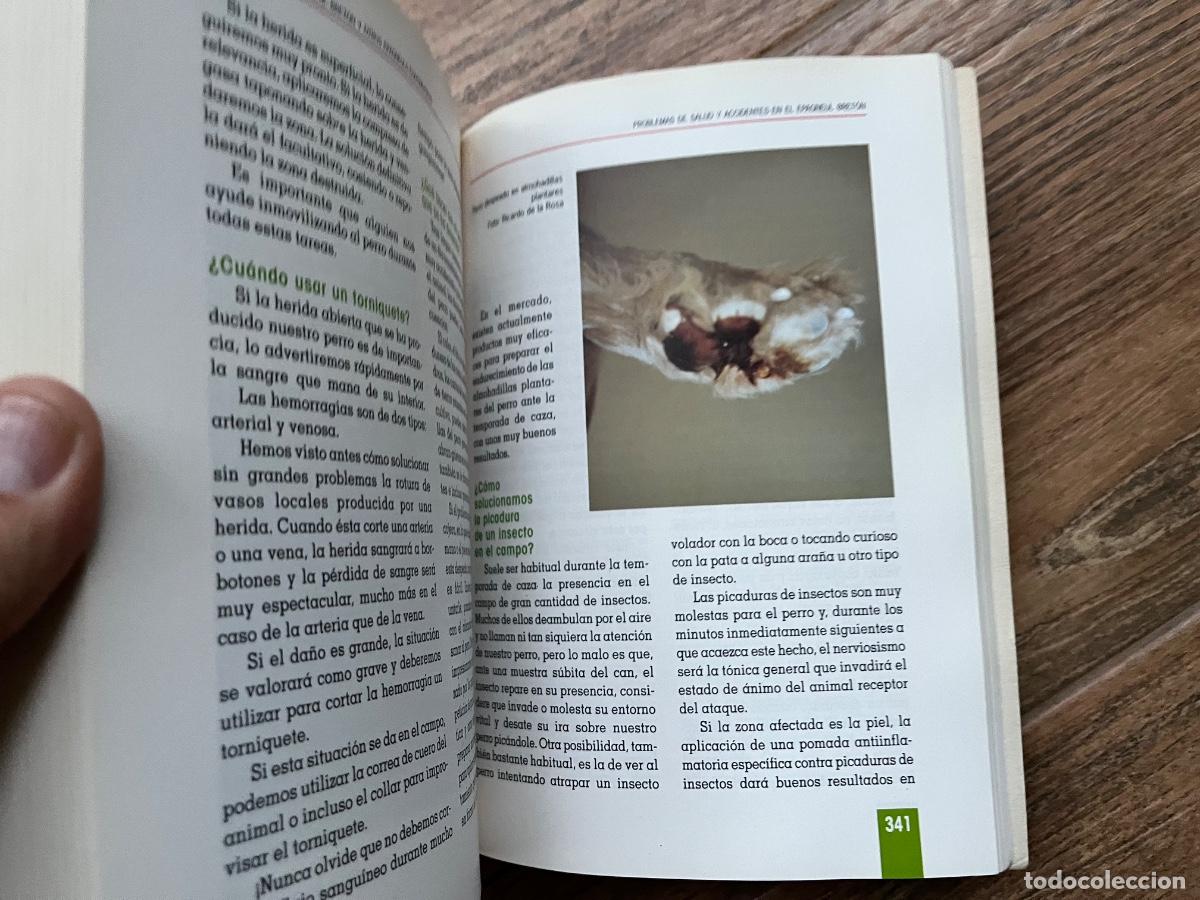 Libros de segunda mano: EL GRAN LIBRO DEL EPAGNEUL BRET&Oacute;N - TIKAL - Foto 7