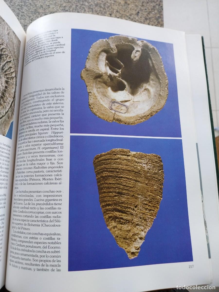 Libros de segunda mano: HISTORIA NATURAL -- 6 TOMOS -- INSTITUTO GALLACH -- - Foto 3