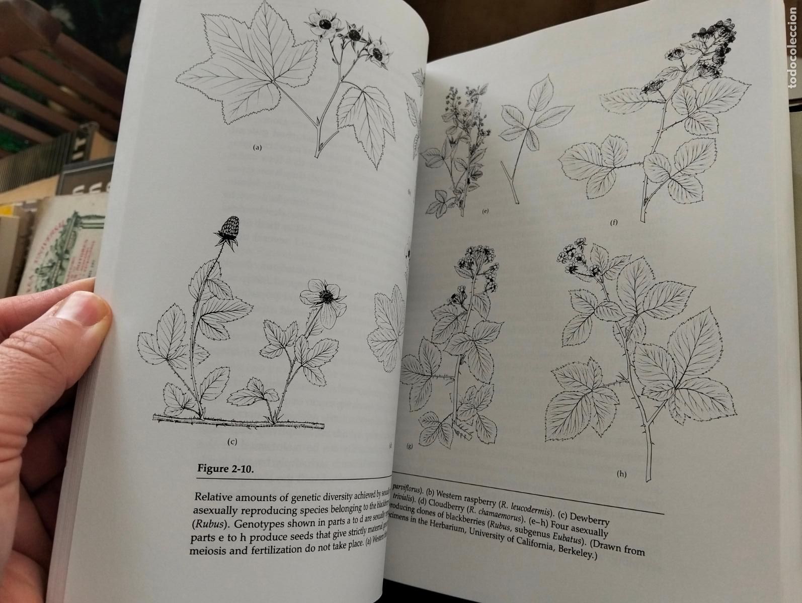 Libri di seconda mano: Raro. Biologia. Darwin to DNA, Molecules to Humanity, G. Ledyard, San Francisco, 1982 RP