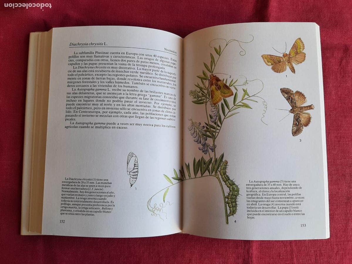 Libros de segunda mano: Mariposas - Nov&aacute;k, Ivo - Foto 3