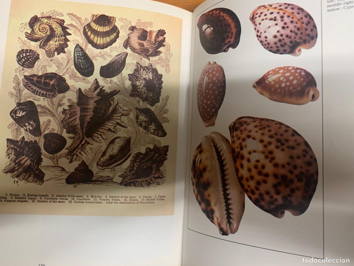 Libros de segunda mano: Shells. An Illustrate guide - Foto 3