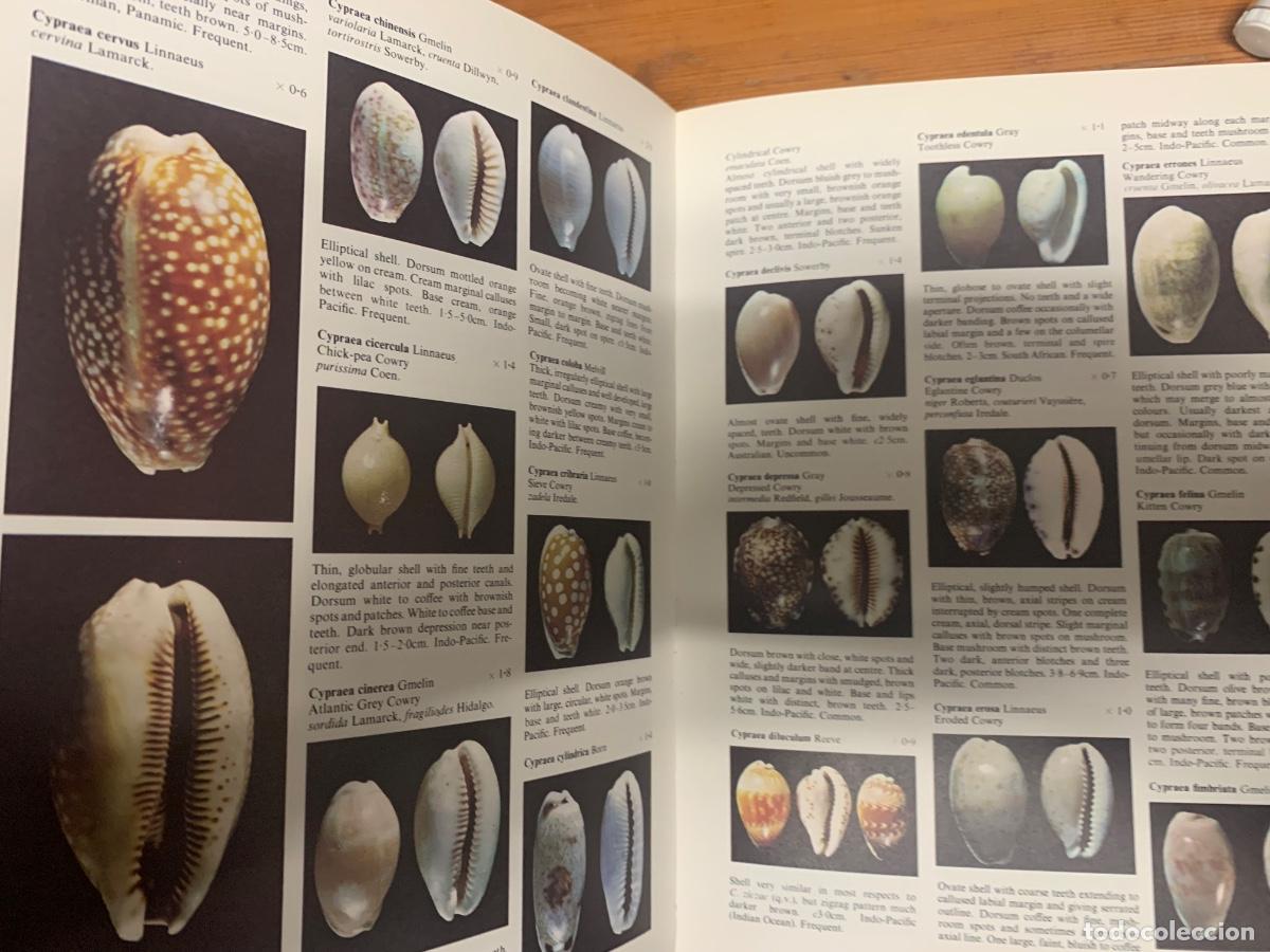 Libros de segunda mano: The Encyclopedia of Shells - Foto 4