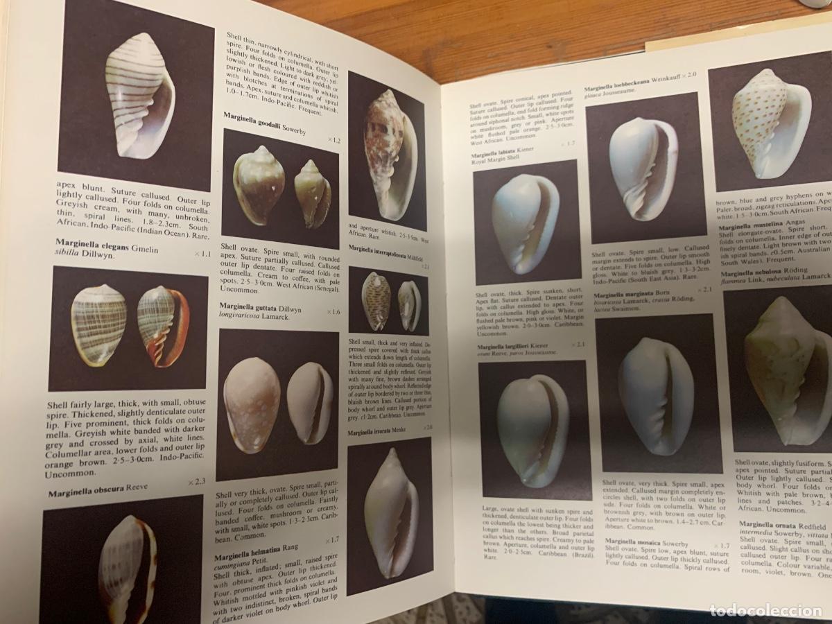 Libros de segunda mano: The Encyclopedia of Shells - Foto 6