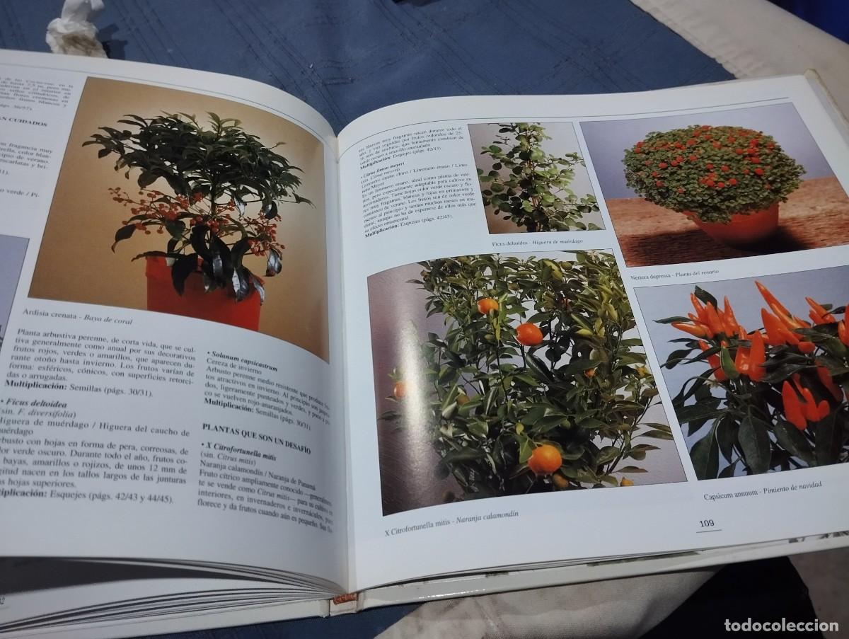 Libros de segunda mano: EL GRAN LIBRO ILUSTRADO DE LAS PLANTAS DE INTERIOR. DAVID SQUIRE. NEIL SUTHERLAND. EDITORIAL HISPANO - Foto 8