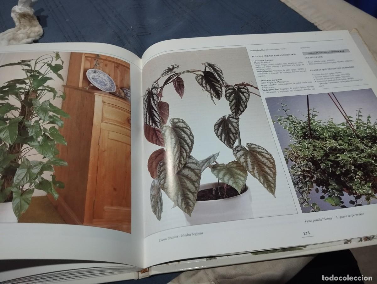 Libros de segunda mano: EL GRAN LIBRO ILUSTRADO DE LAS PLANTAS DE INTERIOR. DAVID SQUIRE. NEIL SUTHERLAND. EDITORIAL HISPANO - Foto 9