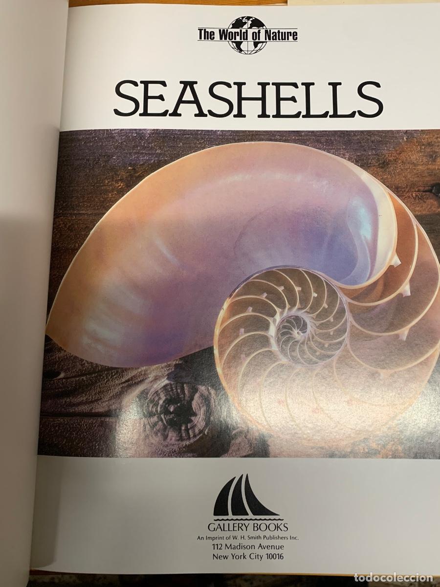 Libros de segunda mano: Seashells (Conchas) libro en ingl&eacute;s - Foto 2