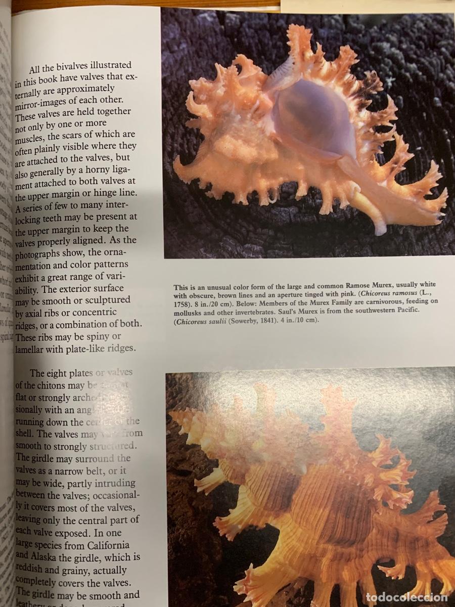 Libros de segunda mano: Seashells (Conchas) libro en ingl&eacute;s - Foto 3