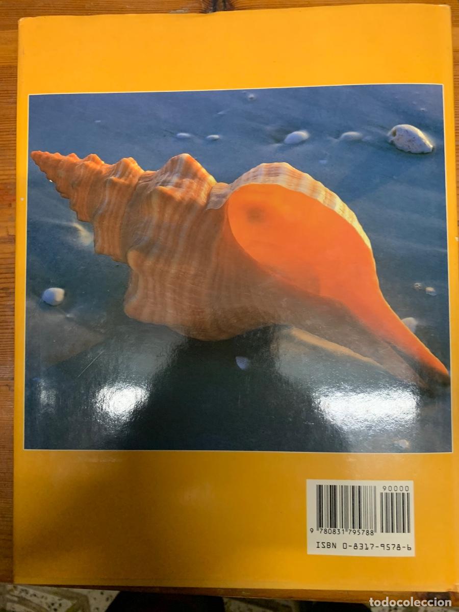 Libros de segunda mano: Seashells (Conchas) libro en ingl&eacute;s - Foto 4