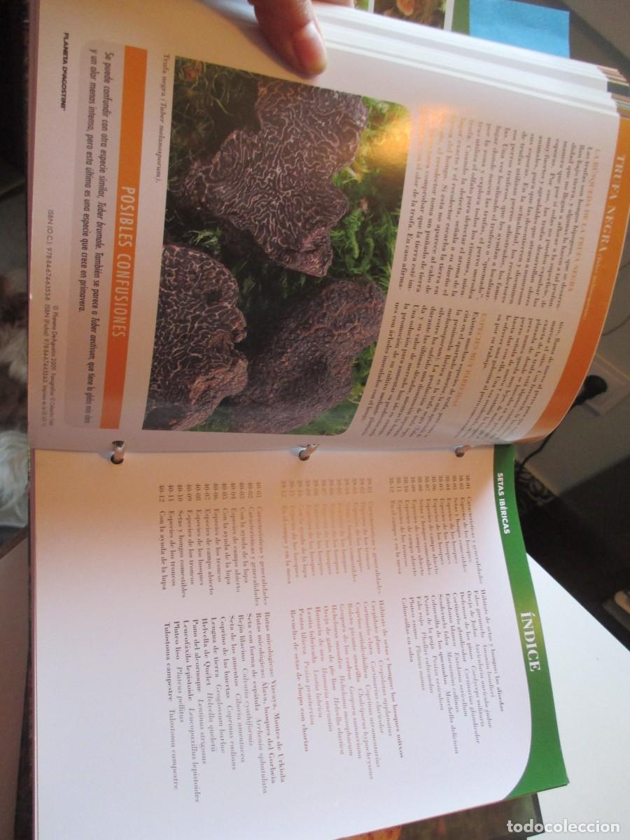 Libros de segunda mano: SETAS IB&Eacute;RICAS ( Dos ficheros) W38129 - Foto 4