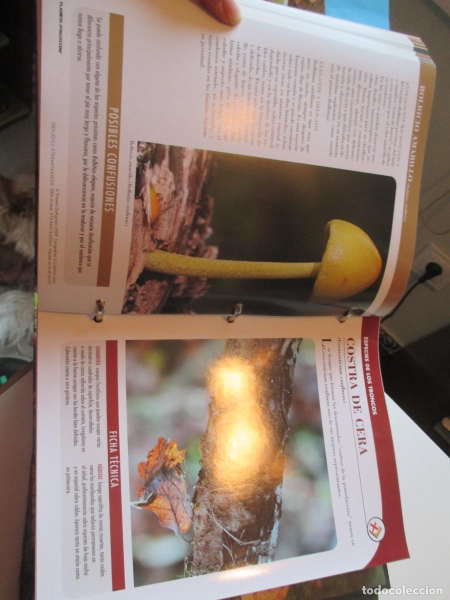 Libros de segunda mano: SETAS IB&Eacute;RICAS ( Dos ficheros) W38129 - Foto 5
