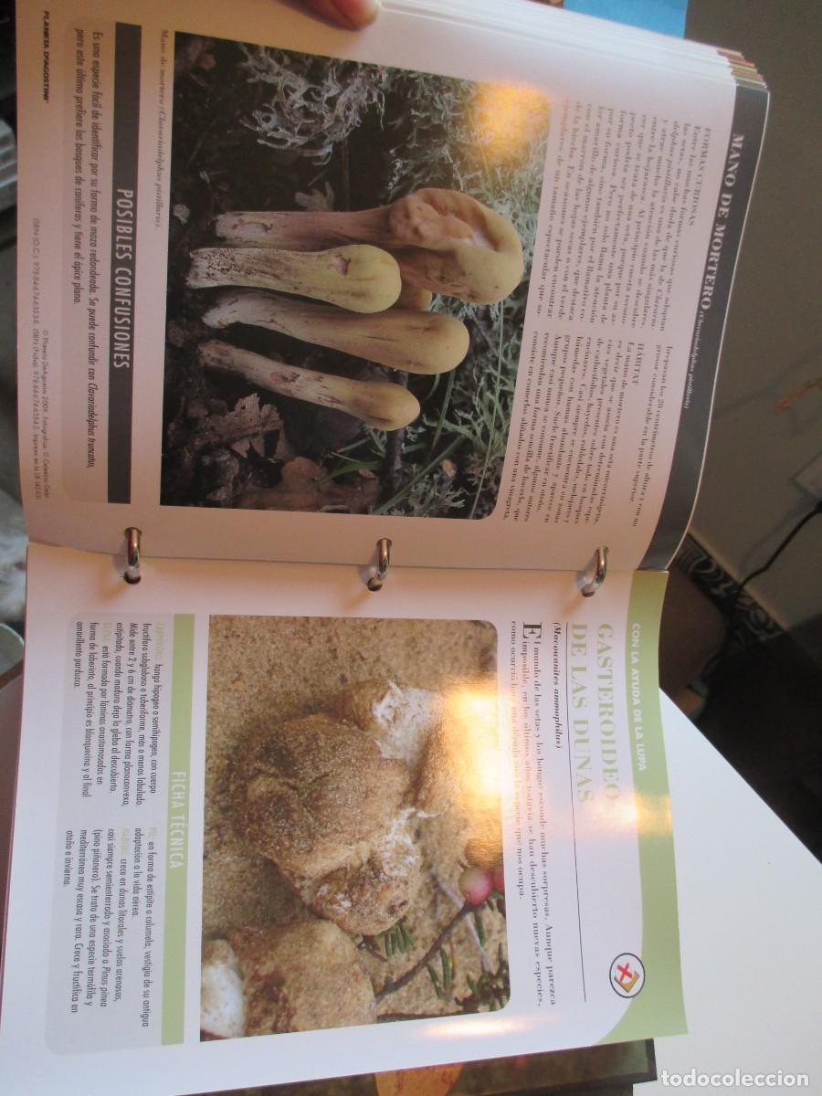 Libros de segunda mano: SETAS IB&Eacute;RICAS ( Dos ficheros) W38129 - Foto 6