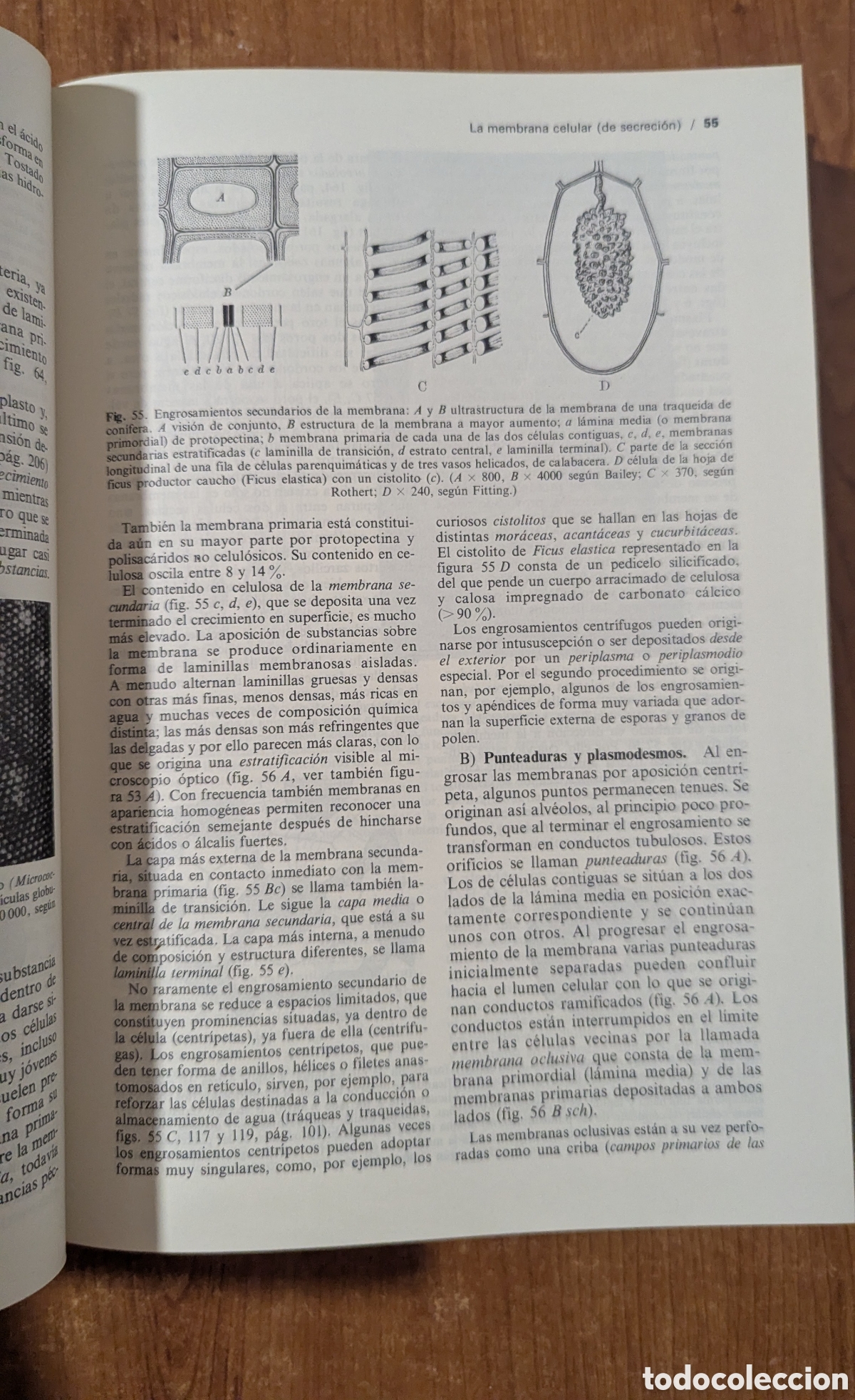 Libros de segunda mano: Tratado de bot&aacute;nica. Strasburger. Editorial: Mar&iacute;n - Foto 5