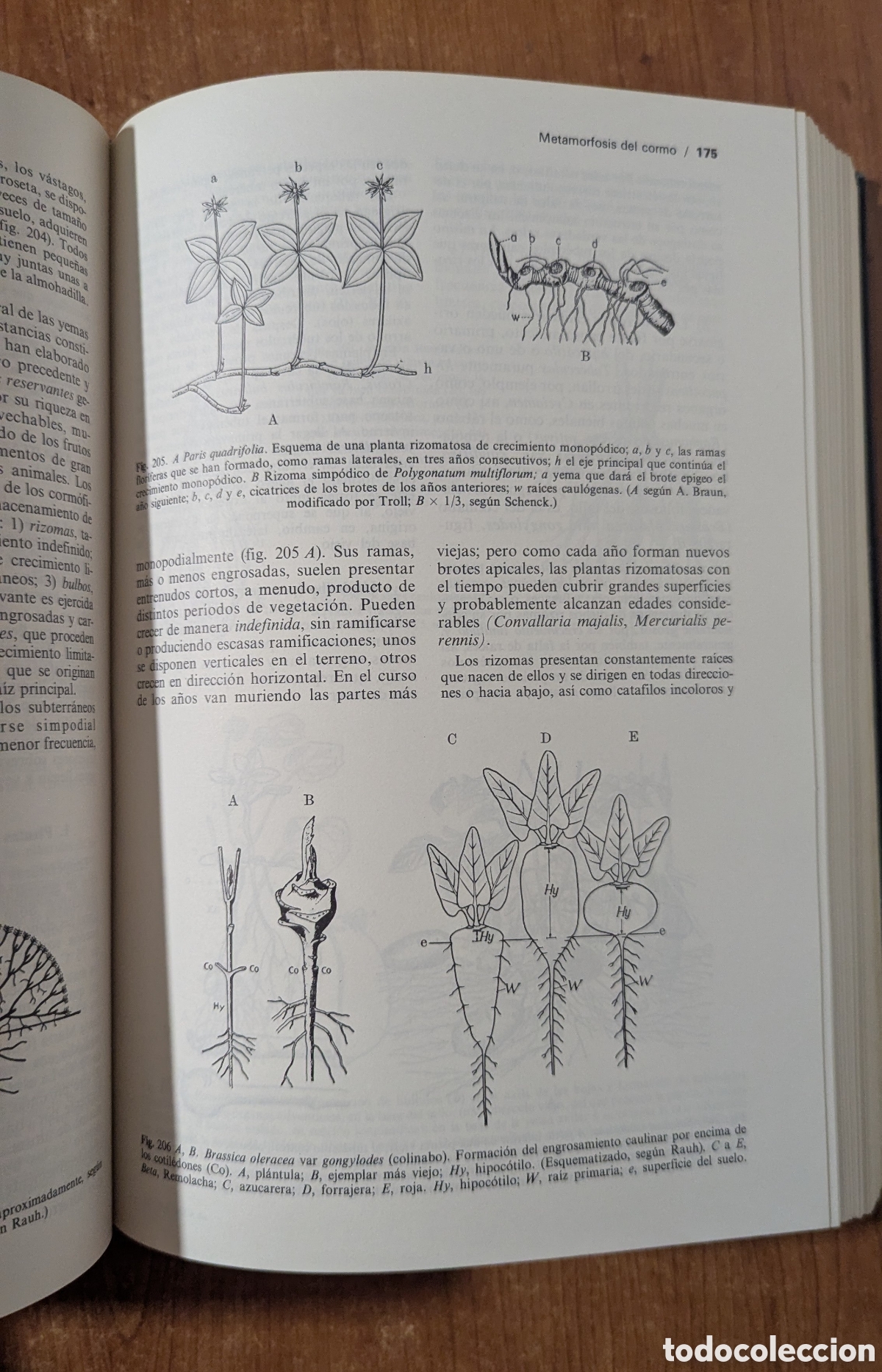 Libros de segunda mano: Tratado de bot&aacute;nica. Strasburger. Editorial: Mar&iacute;n - Foto 10