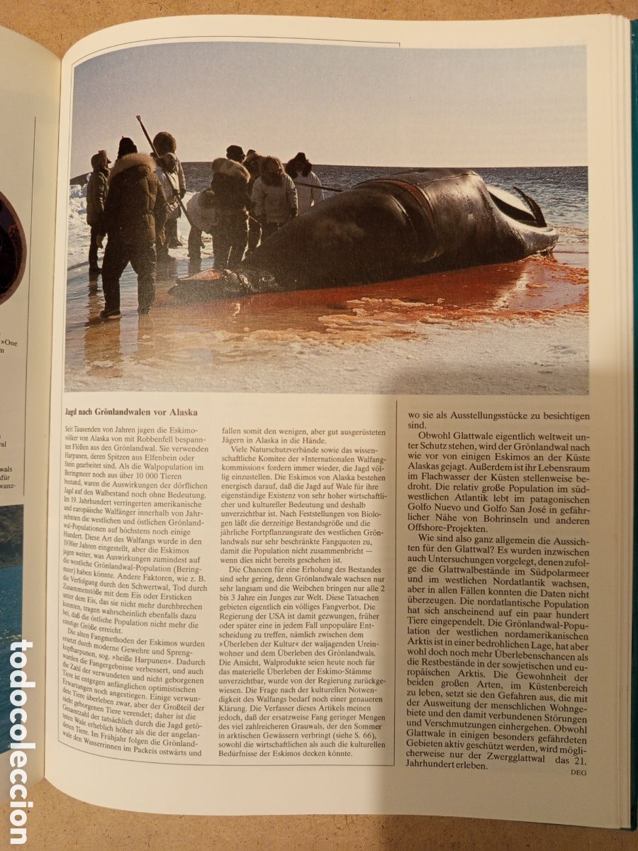 Libros de segunda mano: WALE DELPHINE. UND ANDERE MEERESSAUGETIERE - Foto 6