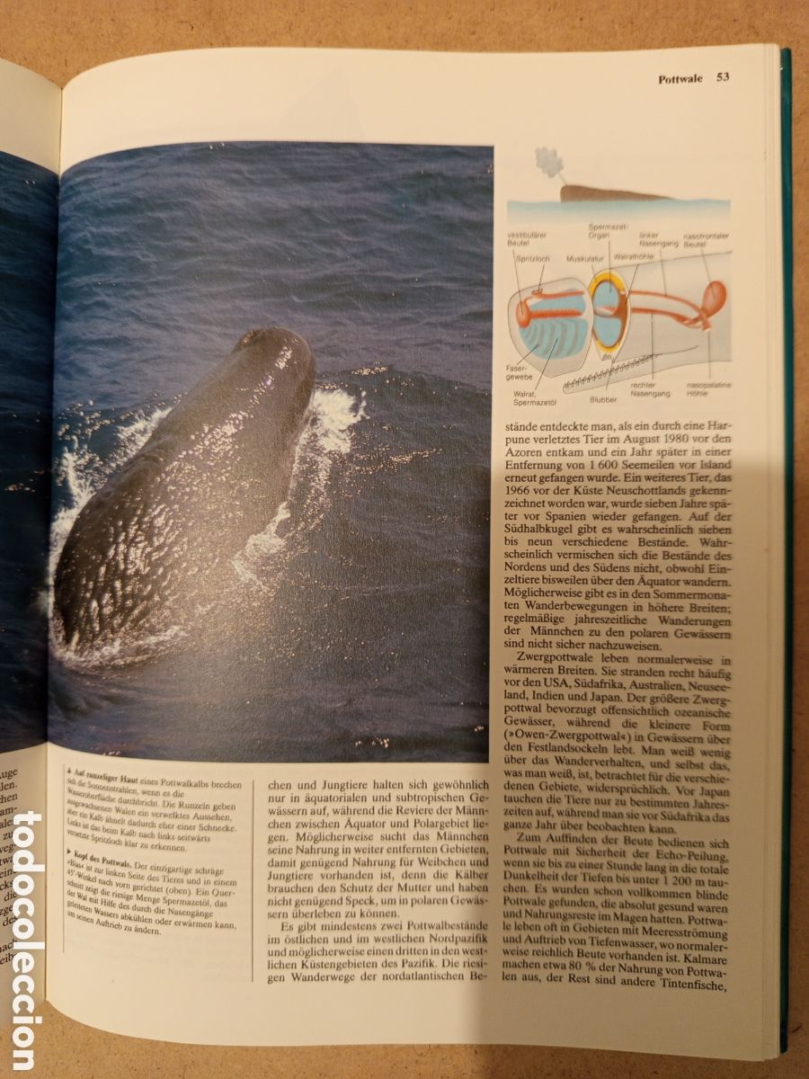 Libros de segunda mano: WALE DELPHINE. UND ANDERE MEERESSAUGETIERE - Foto 9