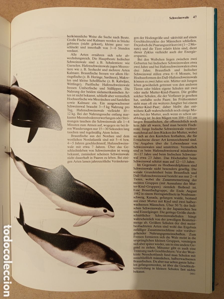 Libros de segunda mano: WALE DELPHINE. UND ANDERE MEERESSAUGETIERE - Foto 10