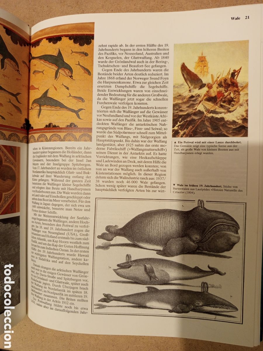 Libros de segunda mano: WALE DELPHINE. UND ANDERE MEERESSAUGETIERE - Foto 11