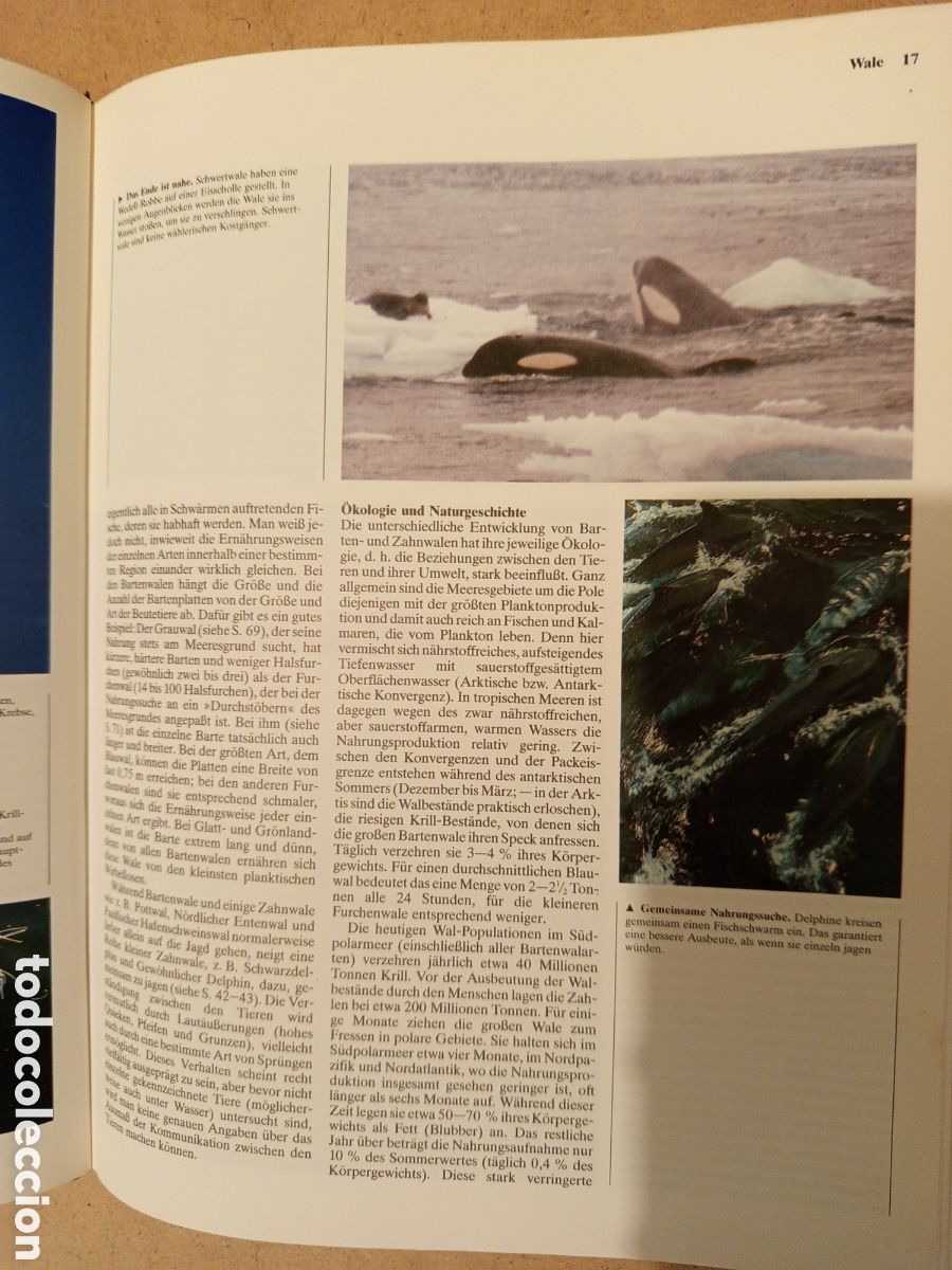Libros de segunda mano: WALE DELPHINE. UND ANDERE MEERESSAUGETIERE - Foto 12
