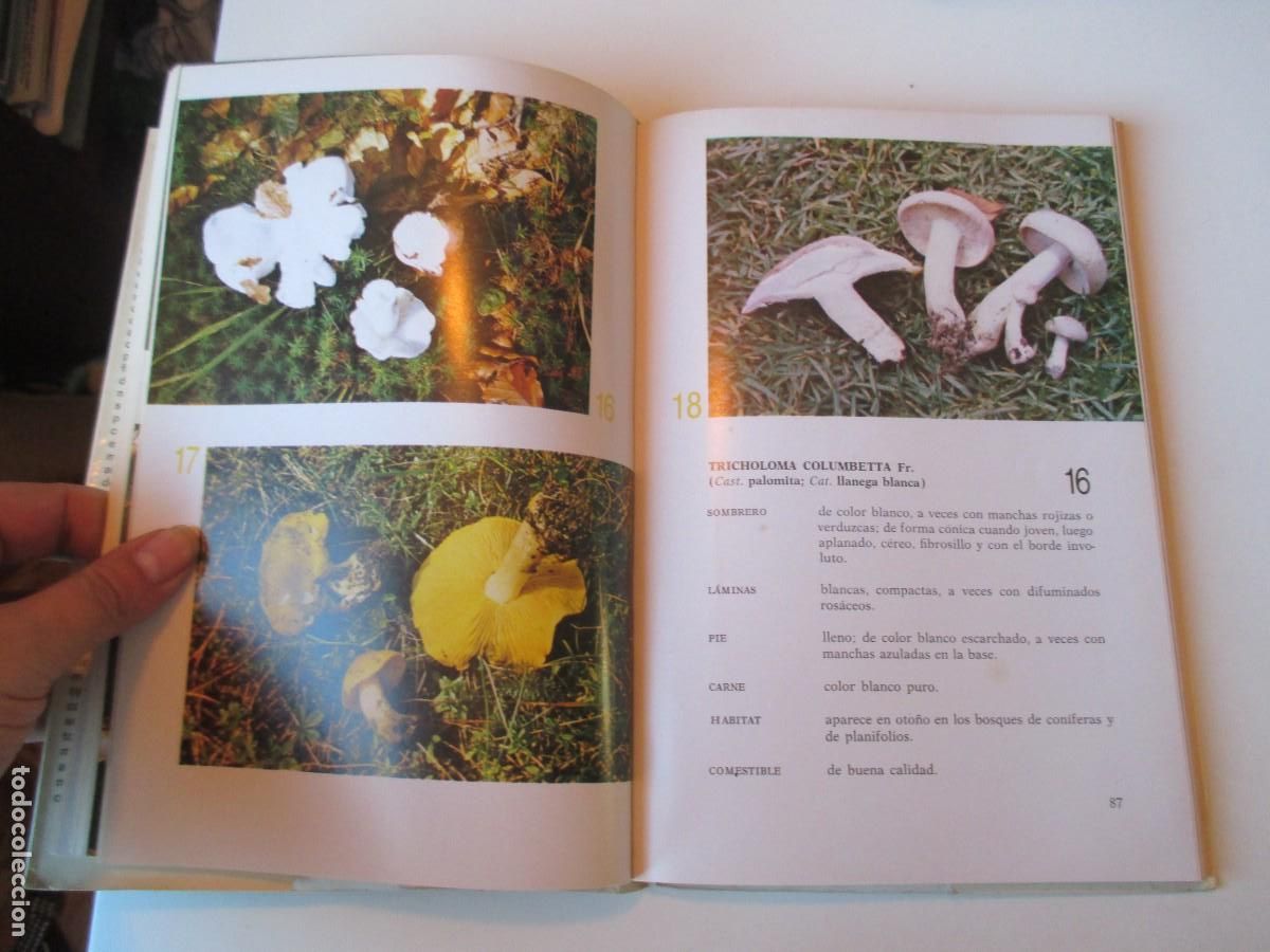 Libros de segunda mano: PEDRO LUIS VIANI El gran libro de las setas W38169 - Foto 2