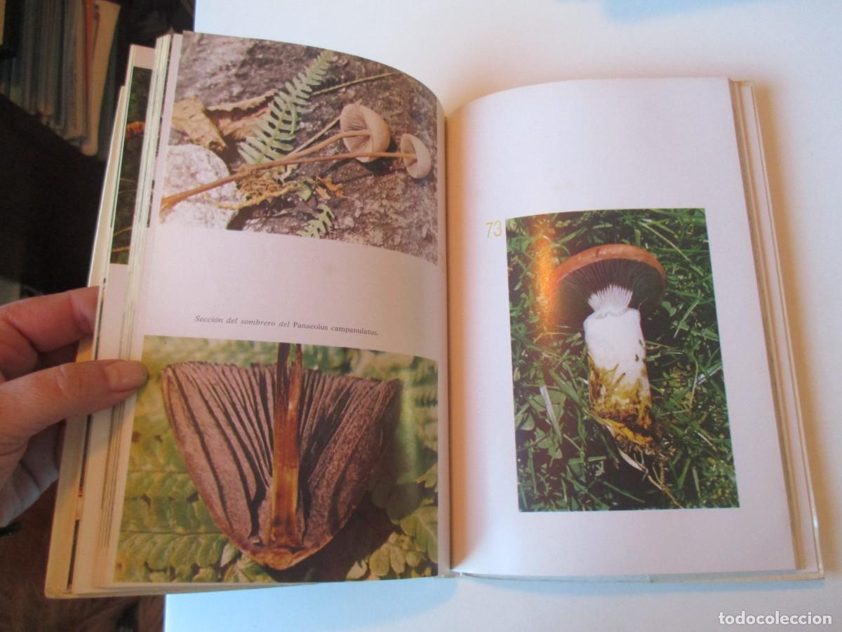 Libros de segunda mano: PEDRO LUIS VIANI El gran libro de las setas W38169 - Foto 3