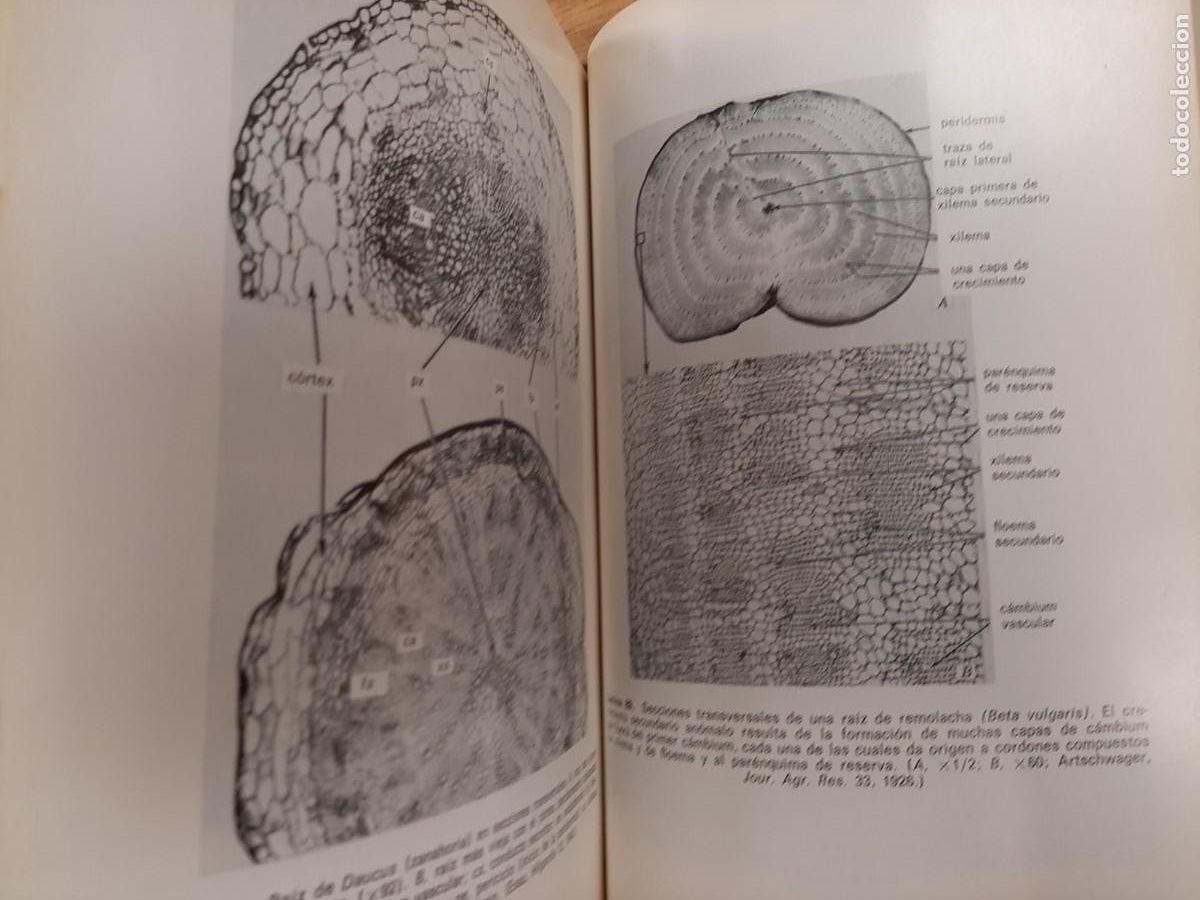 Libros de segunda mano: Anatom&iacute;a vegetal - Katherine Esau - Ediciones Omega en 1972 - Foto 6