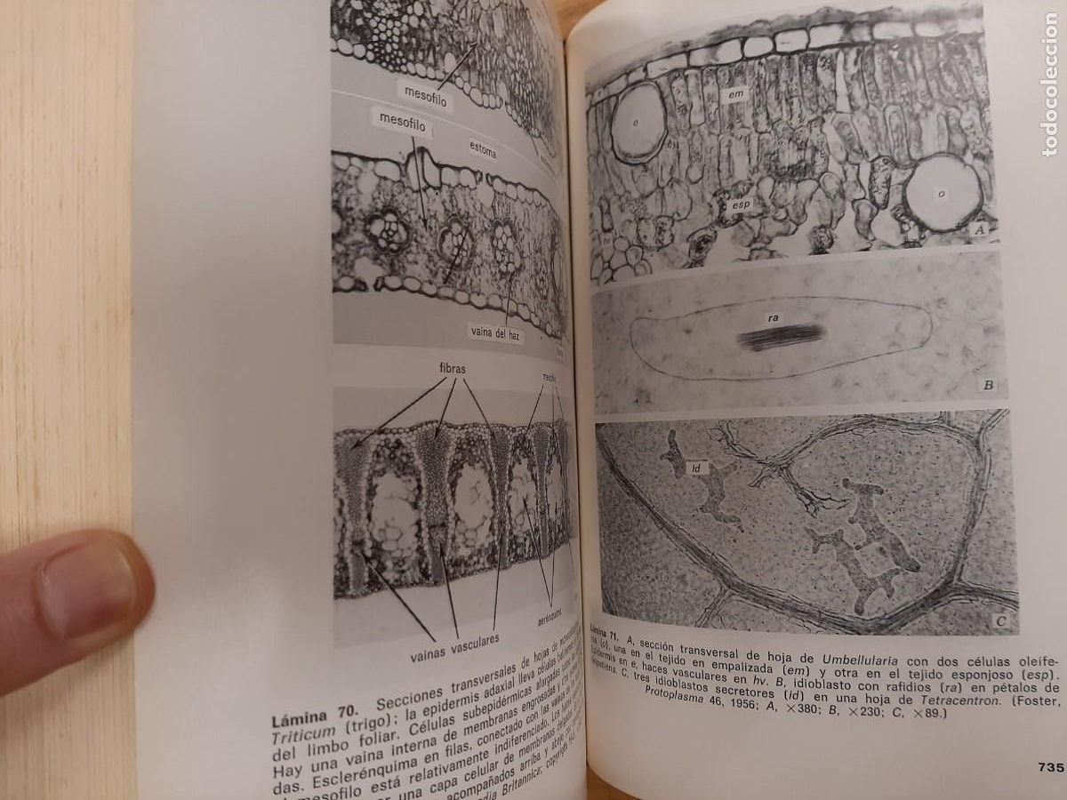 Libros de segunda mano: Anatom&iacute;a vegetal - Katherine Esau - Ediciones Omega en 1972 - Foto 7