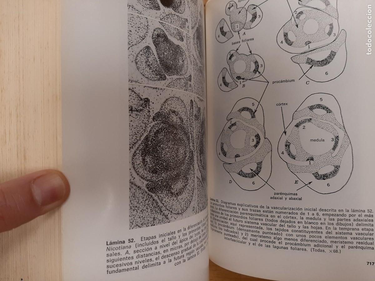 Libros de segunda mano: Anatom&iacute;a vegetal - Katherine Esau - Ediciones Omega en 1972 - Foto 8