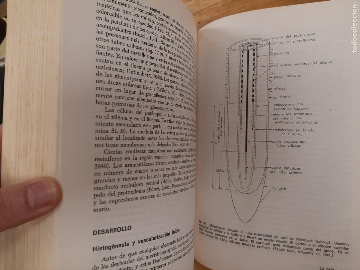 Libros de segunda mano: Anatom&iacute;a vegetal - Katherine Esau - Ediciones Omega en 1972 - Foto 10
