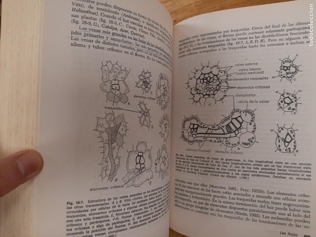 Libros de segunda mano: Anatom&iacute;a vegetal - Katherine Esau - Ediciones Omega en 1972 - Foto 11