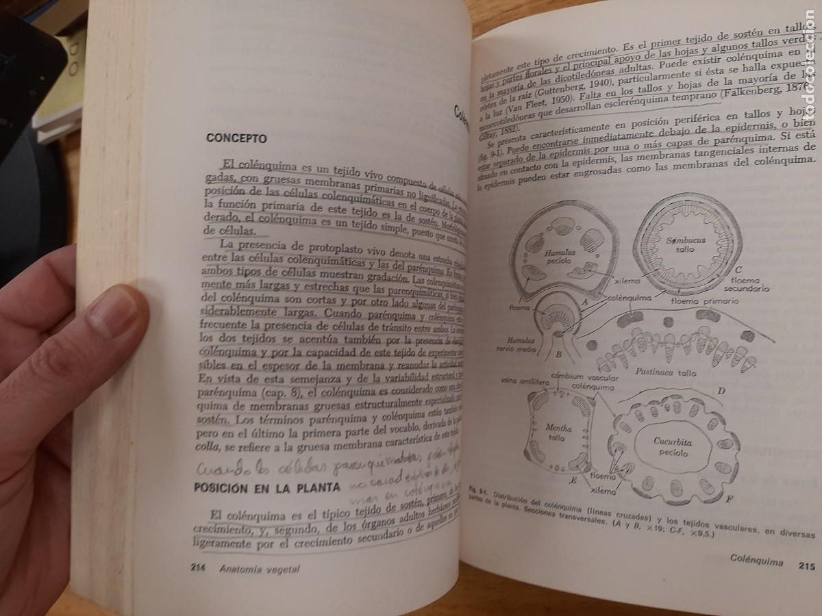Libros de segunda mano: Anatom&iacute;a vegetal - Katherine Esau - Ediciones Omega en 1972 - Foto 16