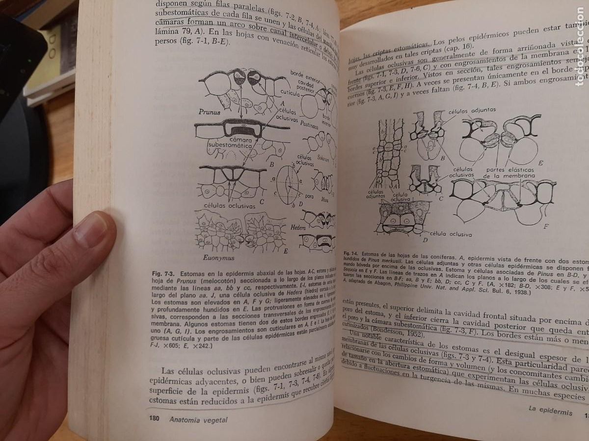Libros de segunda mano: Anatom&iacute;a vegetal - Katherine Esau - Ediciones Omega en 1972 - Foto 17