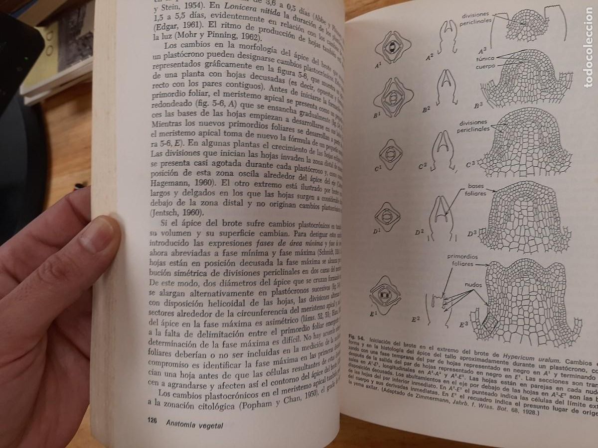 Libros de segunda mano: Anatom&iacute;a vegetal - Katherine Esau - Ediciones Omega en 1972 - Foto 18