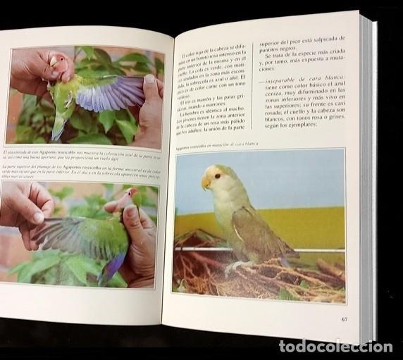 Libros de segunda mano: LOROS. PAPAGAYOS. LOS INSEPARABLES. CRIA. RAZAS. CUIDADOS. AVES. - Foto 4
