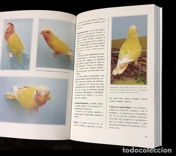 Libros de segunda mano: LOROS. PAPAGAYOS. LOS INSEPARABLES. CRIA. RAZAS. CUIDADOS. AVES. - Foto 6
