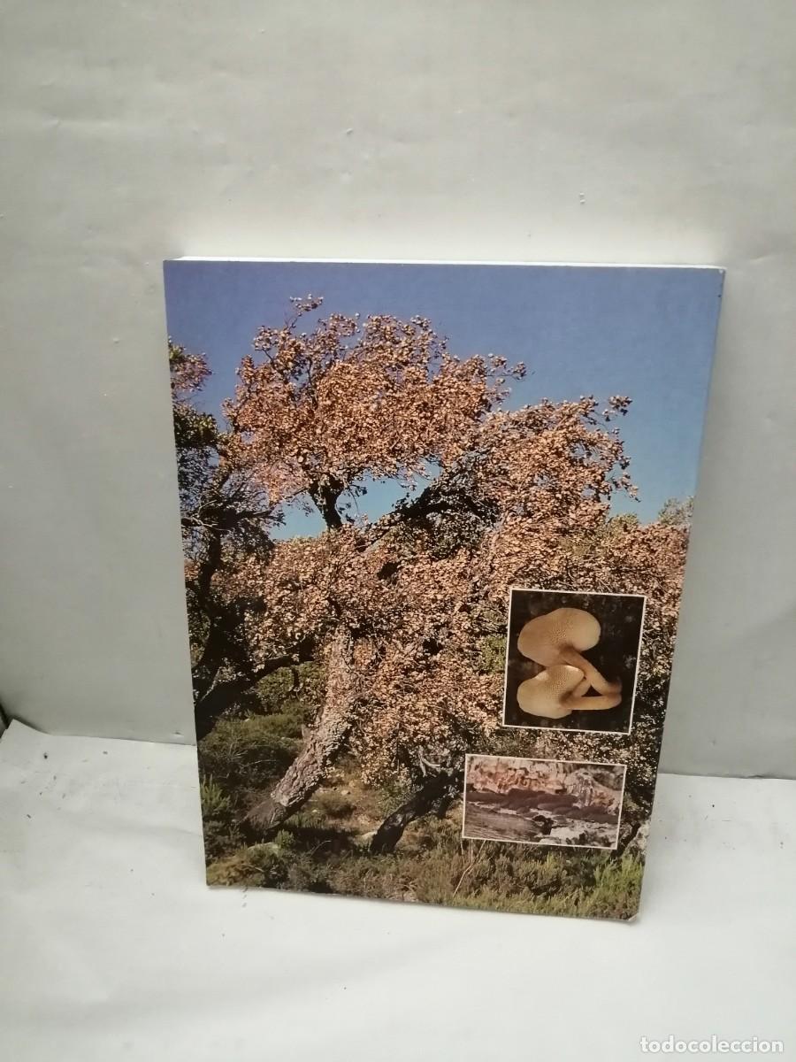 Libros de segunda mano: Micoflora y Patolog&iacute;a del Alcornoque (Quercus Sabur L.) - Foto 2
