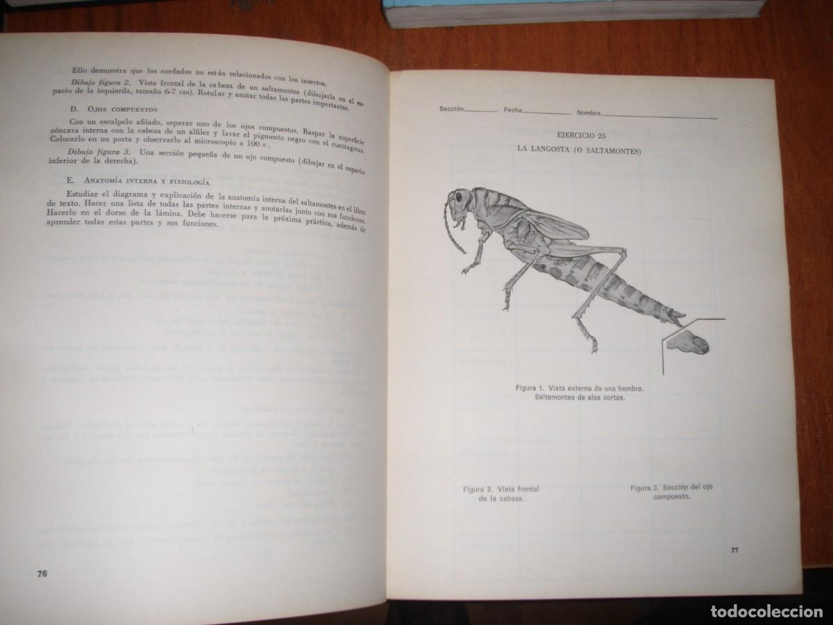 Libros de segunda mano: ZOOLOG&Iacute;OA MANUAL DE LABORATORIO SILVERNALE - Foto 3